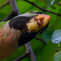 Psittacula alexandri