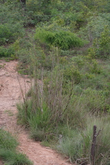 Cenchrus purpureus