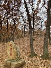 Quercus acutissima