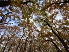 Quercus acutissima
