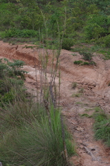 Cenchrus purpureus