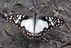 Graphium schaffgotschi