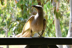 Chlamydera nuchalis