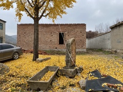 Ginkgo biloba