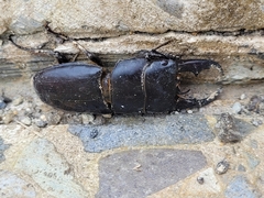 Dorcus