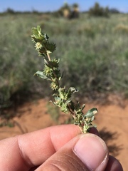 Atriplex elegans