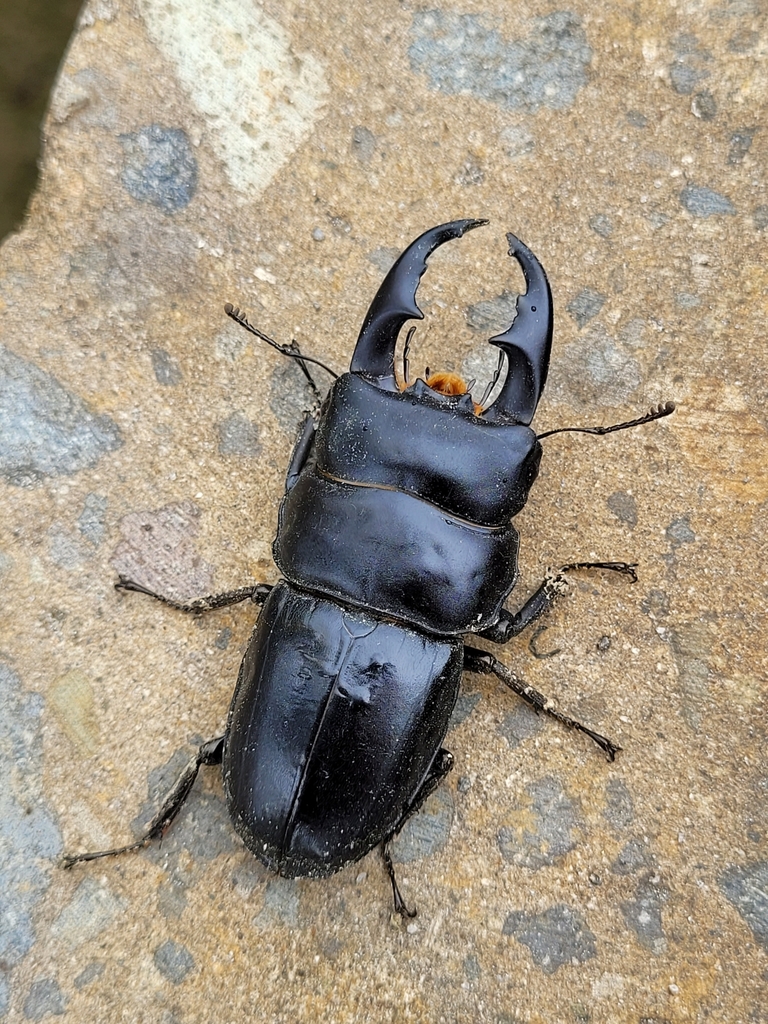 Dorcus rama (Mushiking of Malay Archipelago) · iNaturalist