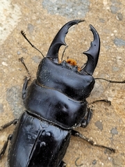 Dorcus rama