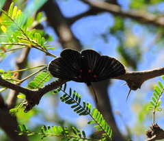 Melanis acroleuca acroleuca