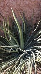 Hesperoyucca whipplei