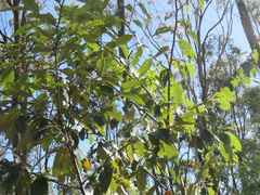 Alphitonia excelsa