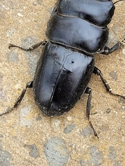 Dorcus rama