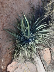 Hesperoyucca whipplei