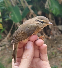 Phylloscopus schwarzi