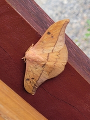 Cricula trifenestrata