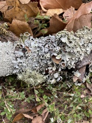 Parmotrema perforatum