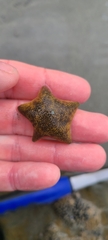 Patiriella regularis