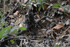 Odocoileus hemionus californicus