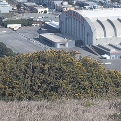 Ulex europaeus