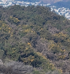 Ulex europaeus