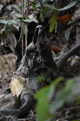 Odocoileus hemionus californicus
