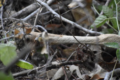 Odocoileus hemionus californicus