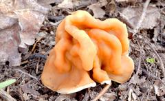 Gyromitra korfii