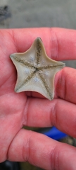 Patiriella regularis