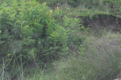 Pteridium centrali-africanum