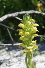 Disa sabulosa