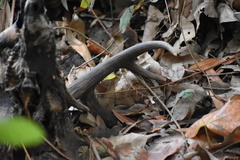 Odocoileus hemionus californicus