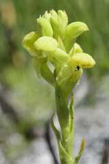 Disa sabulosa