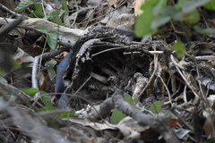 Odocoileus hemionus californicus