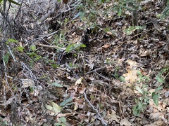 Odocoileus hemionus californicus