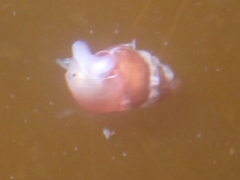 Phasianellidae