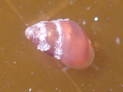 Phasianellidae