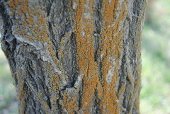Athallia pyracea