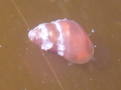Phasianellidae