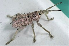 Leptopius setosus