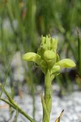 Disa sabulosa
