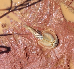 Triops australiensis