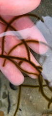 Ectocarpales