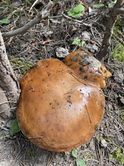 Suillus brevipes