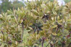 Protea