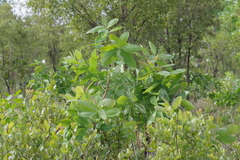 Terminalia brachystemma