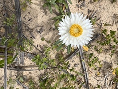 Helichrysum leucopsideum