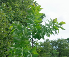 Terminalia brachystemma