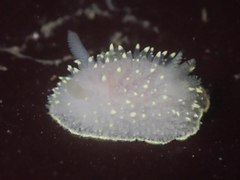 Acanthodoris hudsoni