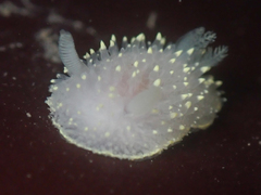 Acanthodoris hudsoni