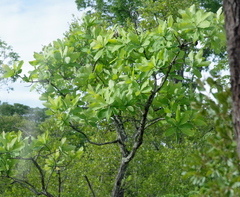 Terminalia brachystemma